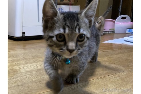 成約済の千葉県のマンチカン-90659の7枚目